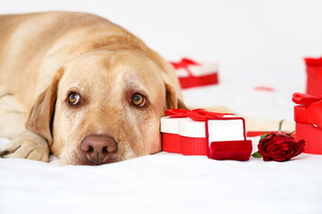 Cute Labrador dog with gift, rose and engagement ring lying on bed, closeup. Valentine's Day celebration