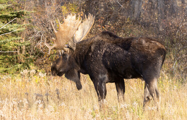Bull Shiras Moose in Grand Teton National Park Wyoming in autumn