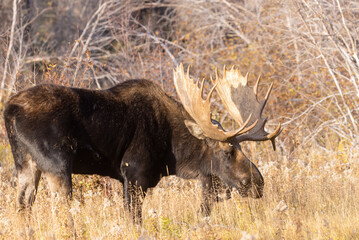 Naklejka na ściany i meble Bull Shiras Moose in Grand Teton National Park Wyoming in autumn