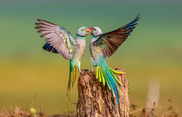 Zelfklevend Fotobehang Malabar Parakeets © Dipanjan