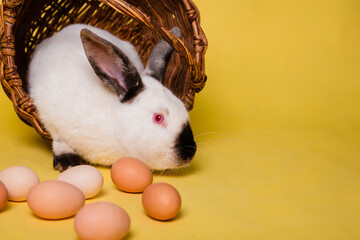 A white hare with black spots sits in a wicker basket. Easter Bunny with chicken eggs.