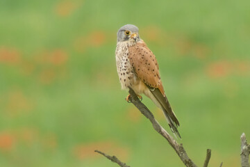 Turmfalke hält Ausschau