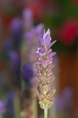 Lavender (Lavandula dentata) macro detail, with out of focus background, selective focus.