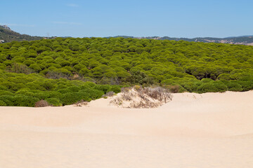 Sand dune of Bolonia beach