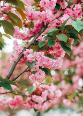 Obraz na płótnie Canvas Beautiful branches of cherry blossoms. 