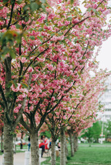 Branches of cherry blossoms. Amazing pink alley of sakura trees in the park.