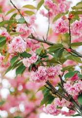 Branches of cherry blossoms. Amazing pink alley of sakura trees in the park.