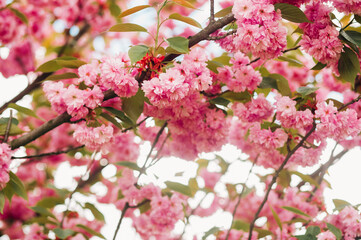 Branches of cherry blossoms. 