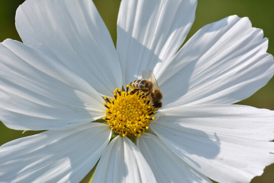 Cosmos Bipinnatus Blume mit Biene