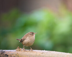 A portrait of a wren