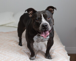 Selective focus horizontal view of female black and white American Bully standing on bed looking up with mouth open and a gentle expression