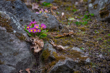 Spring flowers