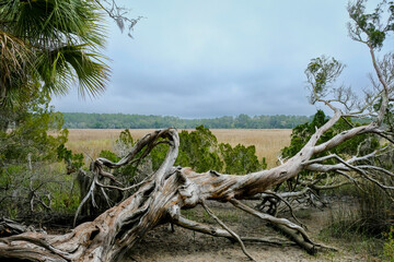 Fallen tree framed by sabal palms and looking over a vast grassy plain. Coastal Georgia, USA.