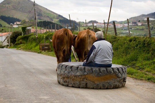 Dos bueyes arrastrando una rueda de tractor