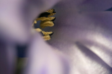 Hyacinth flower close up shot