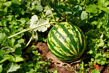 Watermelon growing in the garden. Natural watermelon growing on farmland, growing water-melon,...