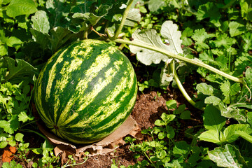 Watermelon growing in the garden. Natural watermelon growing on farmland, growing water-melon,...