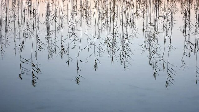 Meditative view of water plants reflection with natural sound of ducks on lake Baluo&scaron;as in Asvejos regional park, Lithuania.