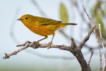 Canario de manglar