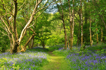 bluebells in the woods