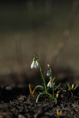 snowdrops in the spring forest
