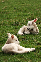 Naklejka na ściany i meble Two young lambs sleeping in field