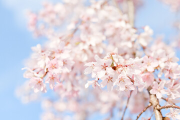 Cherry Blossom Close-Up