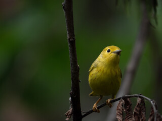 An American yellow warbler perched in the forest