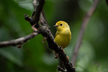 An American yellow warbler perched in the forest