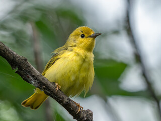 An American yellow warbler perched in the forest