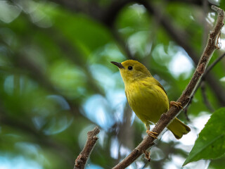 An American yellow warbler perched in the forest