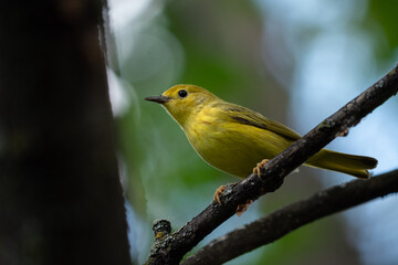 An American yellow warbler perched in the forest