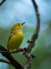 An American yellow warbler perched in the forest