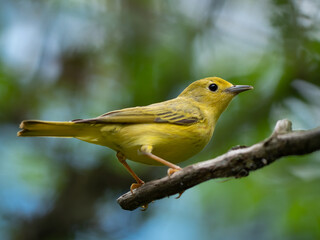 An American yellow warbler perched in the forest