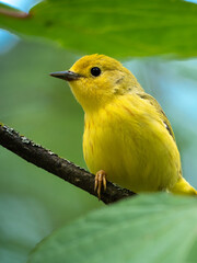 An American yellow warbler perched in the forest