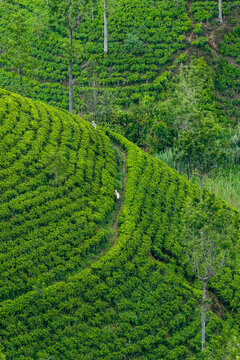 Sri Lanka Tea Plantation. Haputale, Sri Lanka.