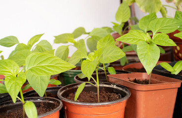 seedling pepper in the pots in spring