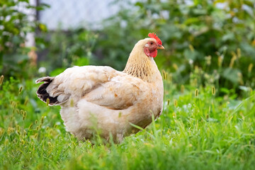Chicken with light brown feathers in the garden on the farm. Breeding chickens