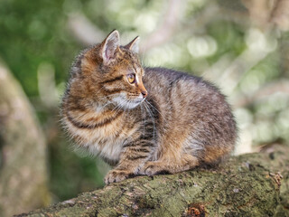 A small striped kitten sits on a tree branch