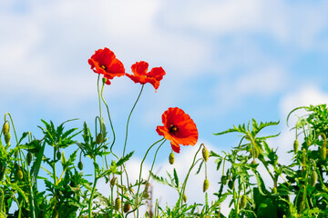 Red poppy on a background of blue sky with white clouds, wildflowers