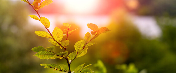 Tree branch with green leaves in the forest near the river on a blurred background during sunset