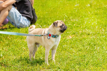 Pug on a leash in the park on a walk