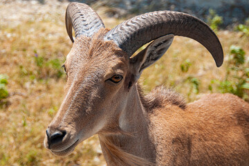 Barbary Sheep Up Close