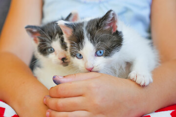 Kittens/Chatons