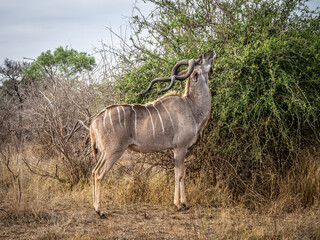 Obraz na płótnie Canvas Koudou Afrique du Sud Parc Kruger