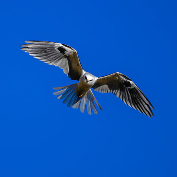 halcon hunting, bird on blue sky 