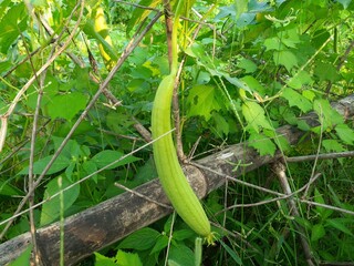 Obraz premium Sponge gourd in vegetable garden. Luffa cylindrica, the&nbsp;sponge gourd,&nbsp;Egyptian cucumber&nbsp;or&nbsp;Vietnamese luffa, is an&nbsp;annual&nbsp;species of&nbsp;vine&nbsp;cultivated for its fruit, native to&nbsp;South&nbsp;and&nbsp;Southeast Asia.