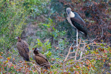Marabou stork (Leptoptilos crumeniferus) with couple of Hooded vultures (Necrosyrtes monachus)...