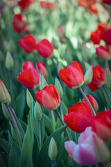 Close up shot of red Tulip flowers in the garden.