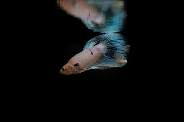 BETTA SPLENDERS PLACKAT PINK AND PURPLE WITH BLUE TAIL REFLECTING IN THE WATER